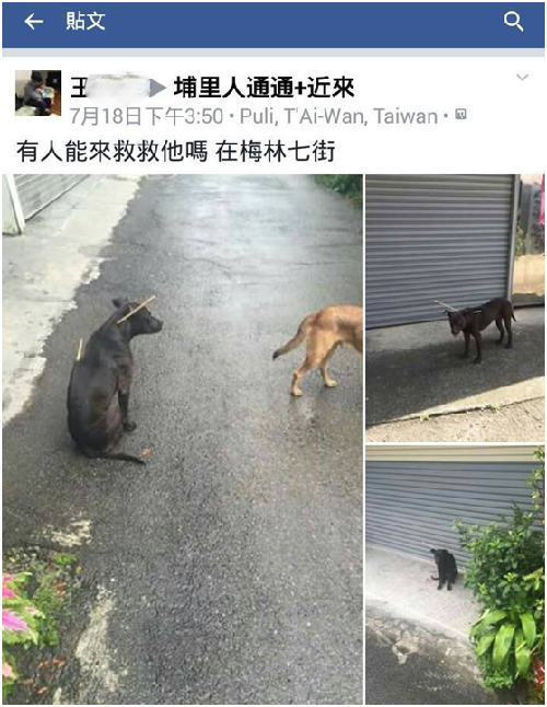 王姓民眾發現＋黑色浪犬的後頸及背部各插進一長一短尖銳的粗竹棍，拍照PO臉書社團尋求協助。 擷取自臉書社團「埔里人通通+近來」