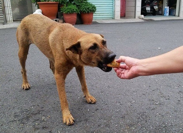 吃不完的月餅不要餵食犬貓，以免影響健康。 蕭士塔/攝