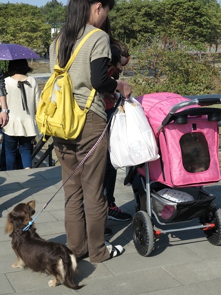 中秋節外出最好為寵物繫上狗鏈，或準備運輸籠以策安全。蕭士塔/攝