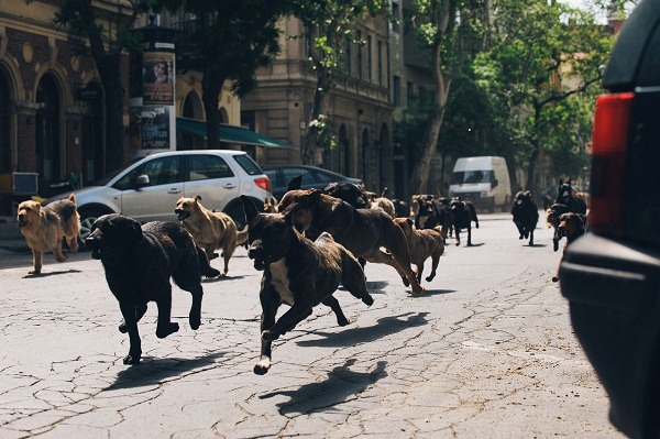 電影《忠犬追殺令》，英文片名《White God》，港譯《狗眼看人間》。 美昇國際影業/提供