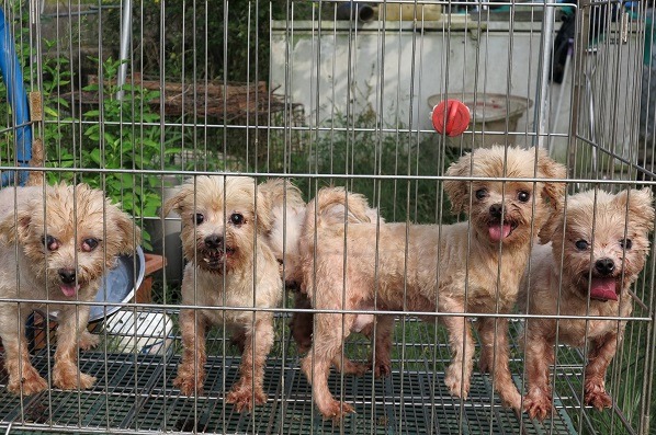 這幾隻瑪爾濟斯被繁殖場淘汰，由姚家兩姊妹收養。 蕭士塔/攝