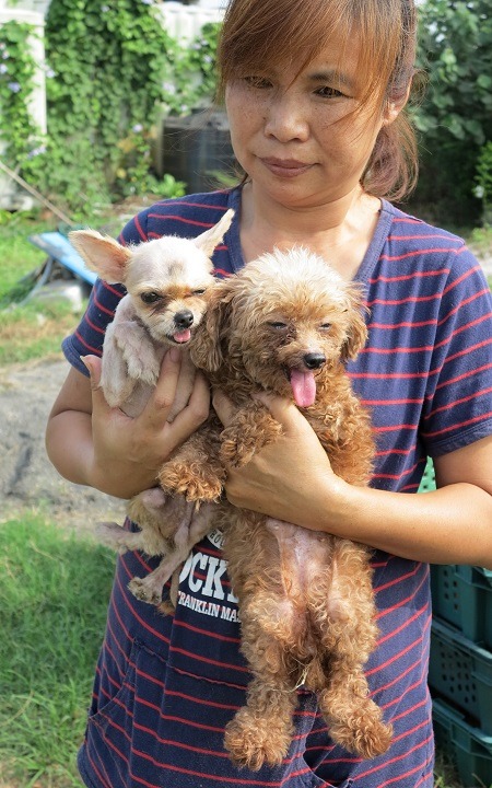 姚秀琴手中抱的兩隻病犬無法送養，得養到終老。 蕭士塔/攝
