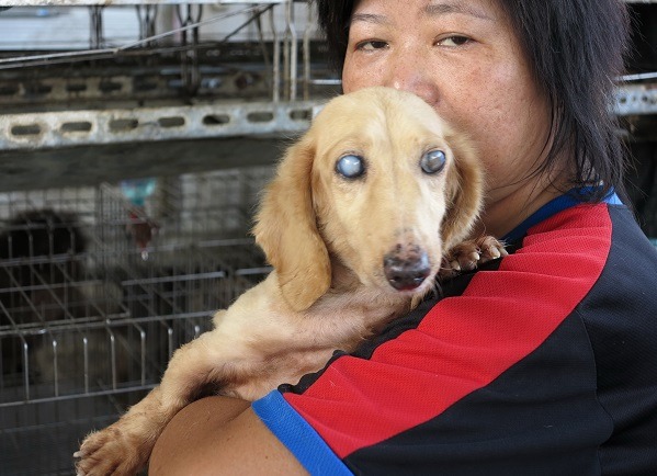 這隻獵腸狗罹患白內障，保守療法效果有限。 蕭士塔/攝