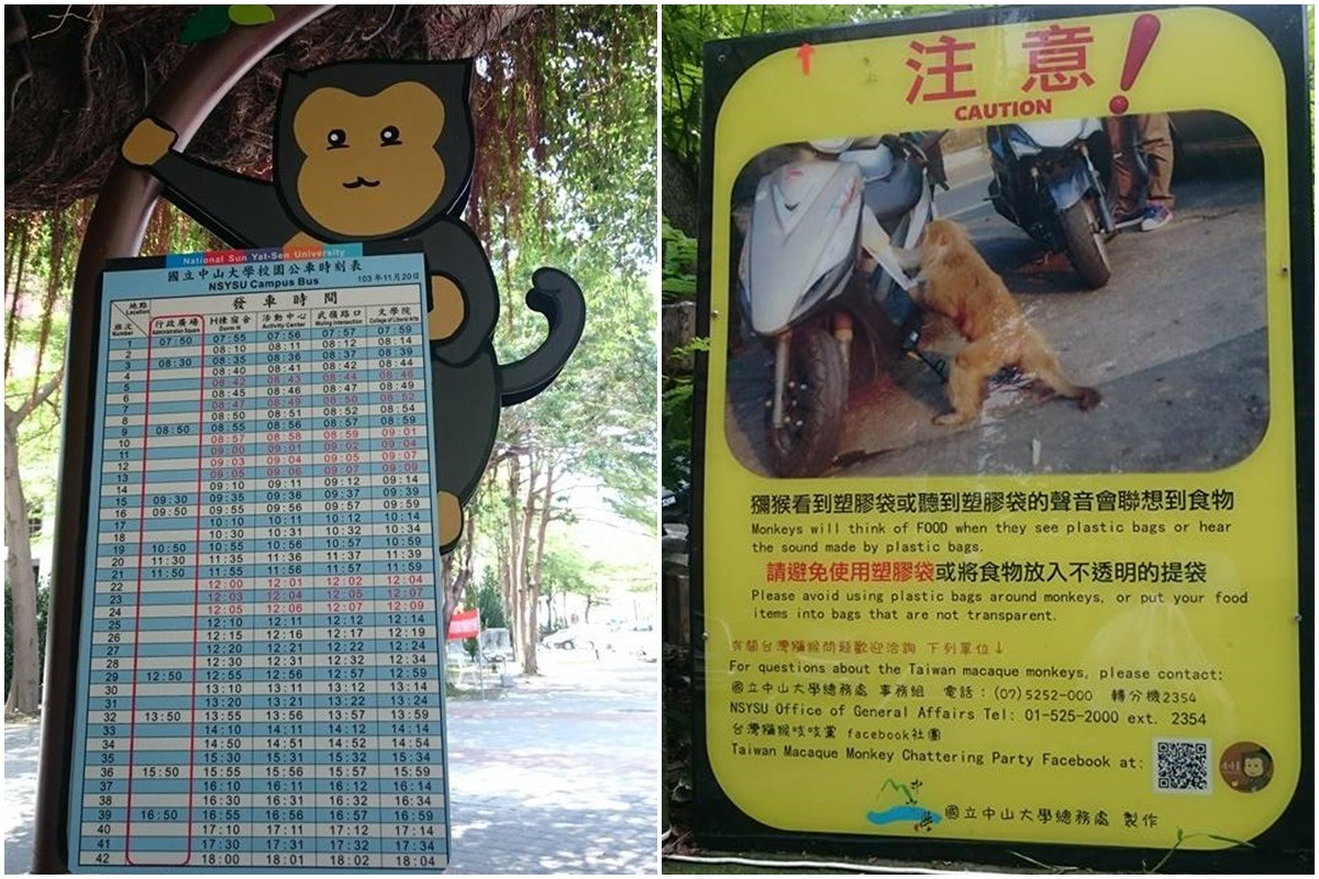 有「桃太郎大學」之稱的中山大學,向學生宣導與獼猴的應對方式,校園中也出現了許多獼猴相關設施、告示牌。(台灣動物新聞網資料照、林美吟/提供)