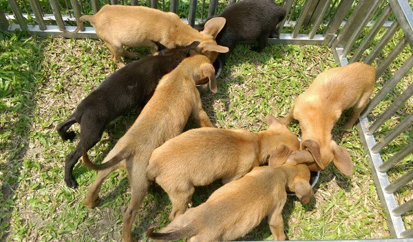 民眾從中興林場捕捉7隻同胎幼犬送到善化收容所。 蕭士塔/攝