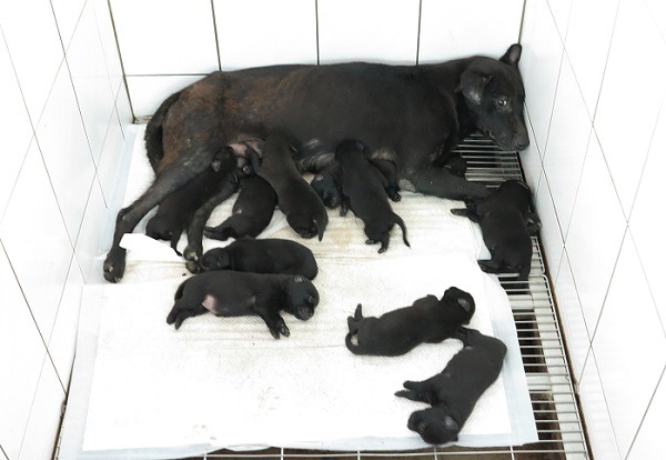 幼犬數量暴增，台南市動保處兩收容所狗滿為患。蕭士塔/攝