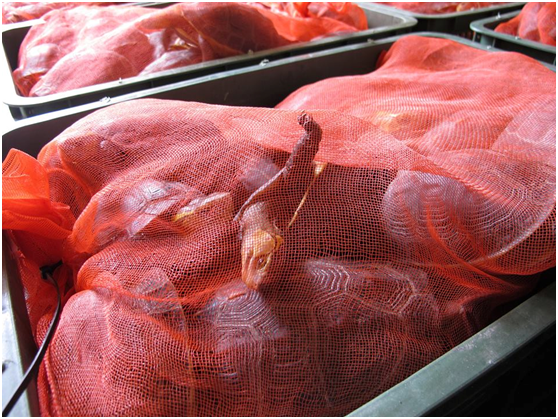 走私被查緝的食蛇龜。 中興大學食蛇龜保育研究團隊/提供