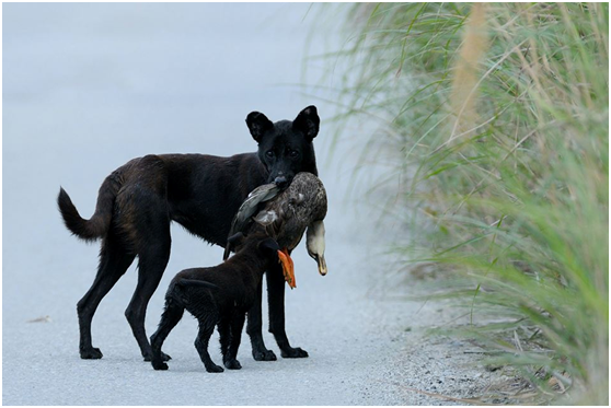 流浪狗獵食野生的花嘴鴨。 白欽源/提供