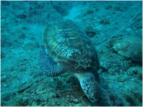 小琉球被魚網纏繞而溺死的綠蠵龜。 小琉球漁會/提供