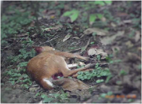 柴山被流浪狗攻擊的年幼山羌。瑭芯/攝