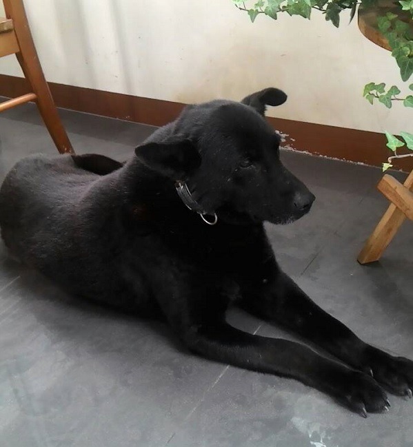 中油末代警戒犬小黑，目前其實處半於養老狀態。  莊明賓/提供