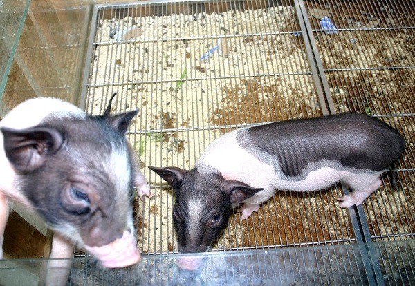 麝香豬曾引發飼養流行熱潮，價格當紅時一隻賣到上萬元。蕭士塔/攝