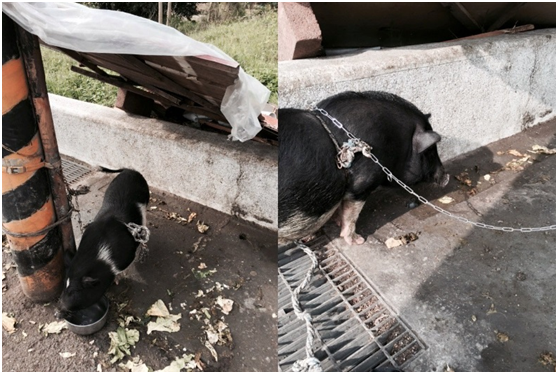 胖妞被飼主養在路邊,髒亂的環境,風吹日曬。還用一捲曲的鍊子綁著,讓胖妞連要坐下都有困難,連送新鍊子都是再次經過才幫忙換掉。朱佳慧/提供