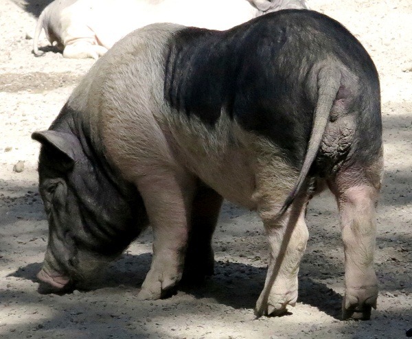 很難想像這隻麝香大肥豬如何養在家中。蕭士塔/攝