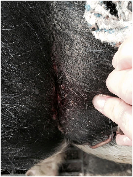 綁著的繩子深陷到肉裡,傷口只能說慘不忍睹,朱佳慧在幫「胖妞」剪掉身上繩索那刻,竟然看到牠高興到直搖尾巴,只不過身上傷痕已深深烙印在身上了。 朱佳慧/提供