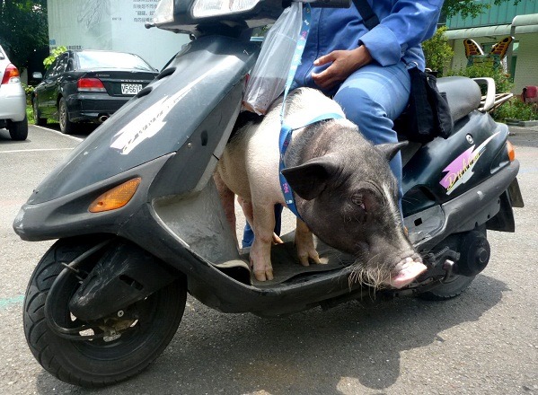 這隻麝香豬走失被送到動物之家，主人開心領回家。蕭士塔/攝