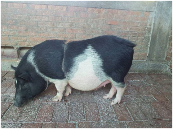 雖然過緊的繩子在胖妞身上烙下深深的傷痕,但牠終於離開風吹日曬雨淋的惡劣環境,不用再過著有一餐沒一餐的日子,展開幸福快樂新生活! 社團法人愛狗人協會/提供