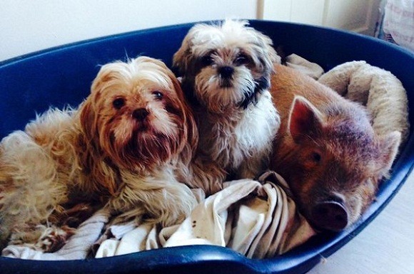 身份危機：伊戈爾和牠的狗狗好友們一起吃、睡和玩球，讓牠不知自己是隻豬。  取自網路