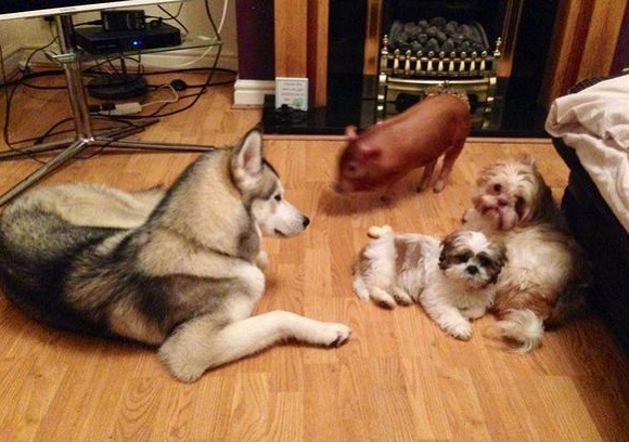 瘋狂亂叫：小豬甚至會像牠的狗朋友們一樣—搖尾巴。  取自網路