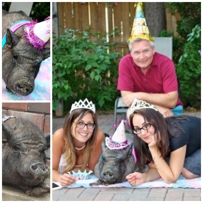 厄尼斯汀是全家人的寶貝,牠來到丹.金格家時,兩個姐姐才分別是6和9 歲。取自網路