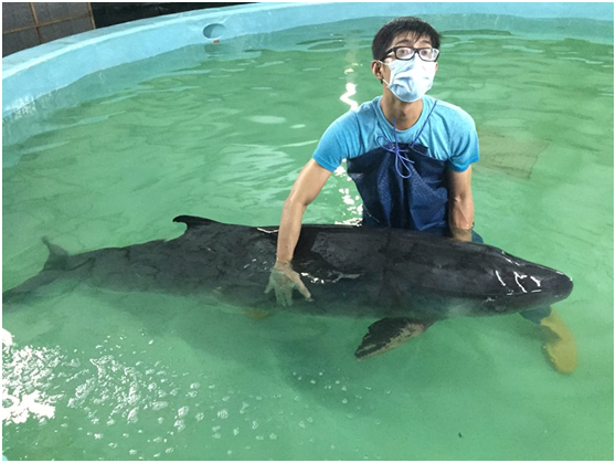 全球性的海洋浩劫呼之欲出，侏儒抹香鯨因人類捕鯨活動而受威脅，也因人類的捕魚行為和污染而遭受傷害。海洋環境保育問題不容再漠視！  成大海洋生物及鯨豚研究中心/提供