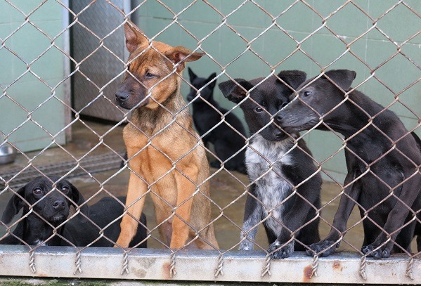 公立收容所裡觸目所及,絕大多數是米克斯犬。蕭士塔/攝