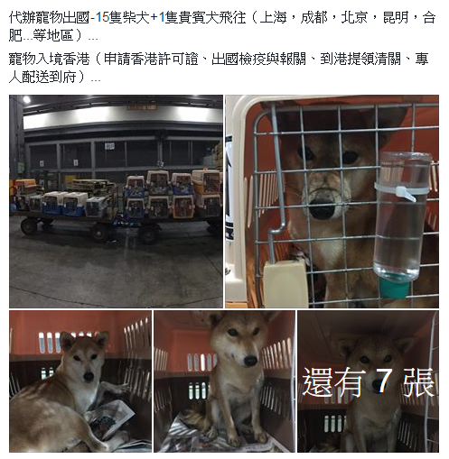 台灣狗都往那兒去了？從代辦業者的PO文中清楚呈現。知情人士說，柴犬、法鬥和柯基是目前在中國市場最熱門的犬種，顧慮狗隻的安全，7至10月的暑天比較不會託運法鬥出去，所以看到的多是柴犬了。 取自網路