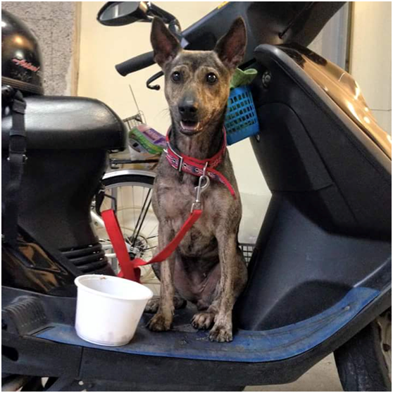 lucky已被安樂；那天真可愛的笑容，只能在照片裡綻放了。黃紹甄/提供