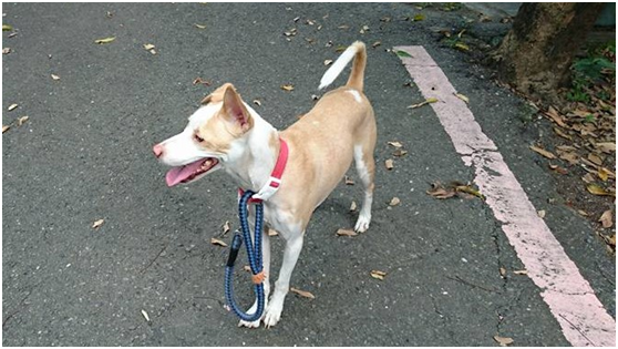 網友Phoenix Chung直接將牽繩勾在項圈上，代替綁木棍的方式矯正愛犬追車追人行為，目前測試結果是乖了許多！ Phoenix Chung/提供