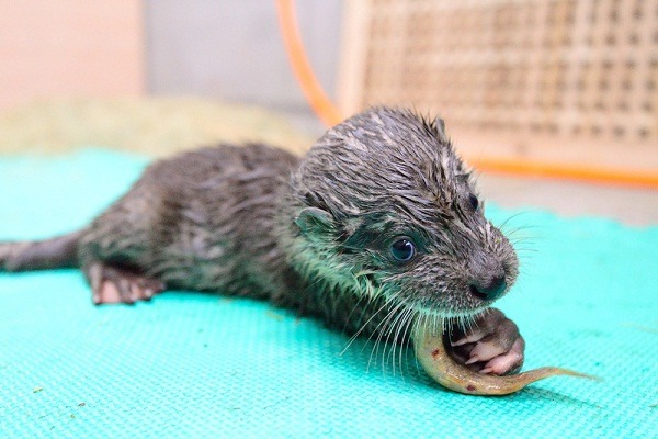 水獺弟弟首度到嚐到自己捕食朱文錦的鮮美滋味。  台北市立動物園/提供                           