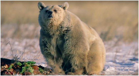 生活正常了，健康也回來了，這是菲菲在野生動物園區的近照，讓你認不出來了吧!  取自PETA官網