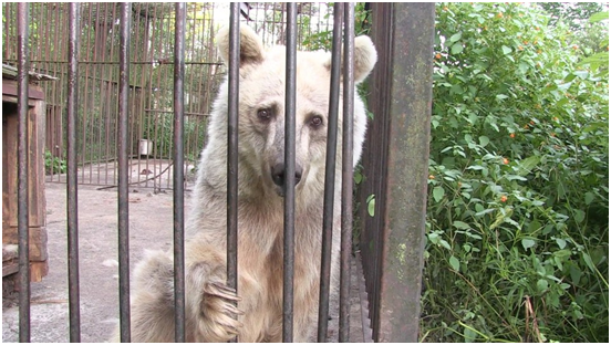 牠不是北極熊，只因長年關籠，營養不良加上運動不足，讓牠失去了應有的棕色毛髮。 取自PETA官網