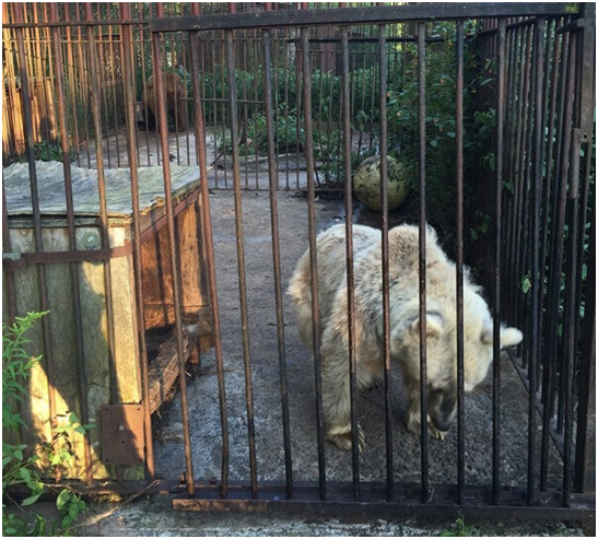 瘦骨嶙峋的菲菲，有著關籠動物的行為跡象，不時地晃動身體。取自PETA官網