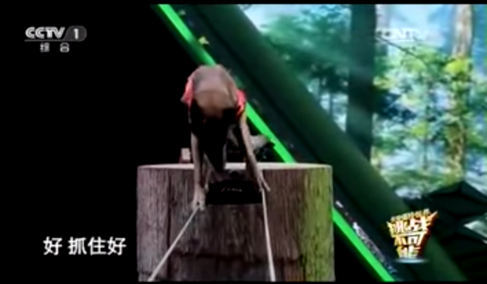 在央視表演走鋼索的這隻搜救犬，是隻比利時狼犬，看得出訓練者是高手。 YouTube截圖