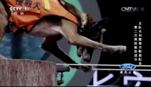 製播節目的央視指出，搜救犬走鋼索的目的是為了救人，不過在國際通用的搜救犬評鑑制度中，是沒有走鋼索這個項目的。   YouTube截圖