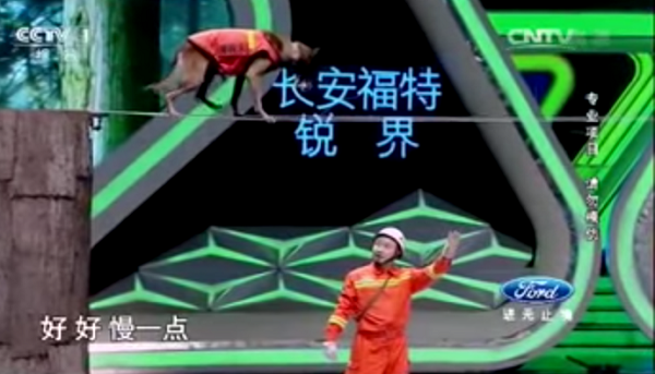 在領犬員的引領下，中國搜救犬黑貂順利完成走鋼索任務。 YouTube截圖