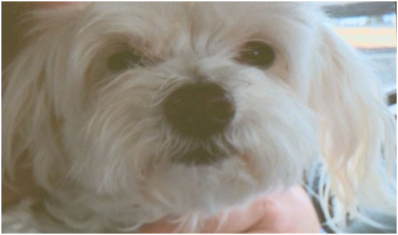 走失7年的馬爾濟斯狗里斯，憑著晶片得能重回主人身邊。  取自lifewithdog