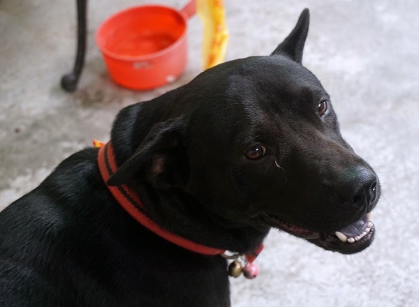 這隻14日晚間在公園走失的大黑狗，正等著主人出面認領。 蕭士塔/攝