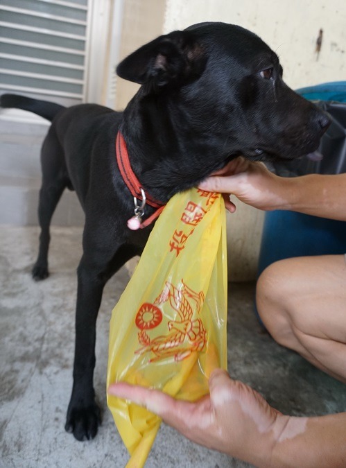 員警用投開票所的隔離帶，把這隻走失的狗暫時綁在派出所後方的小房間裡。蕭士塔/攝