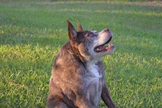 2015「世界最醜狗」得主Quasi Modo,天生駝背,外觀類似土狼,被譽為生命小鬥士。 取自網路