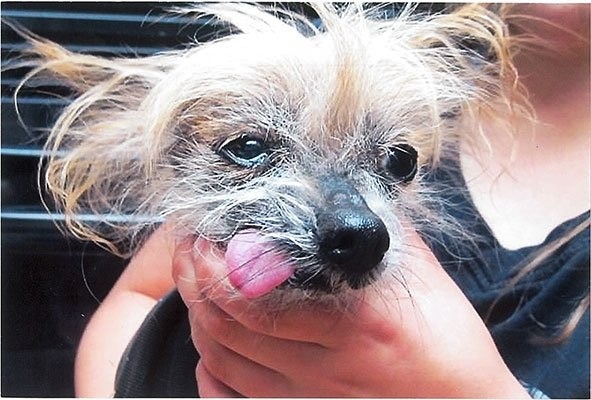 12歲半的frodo,也是冠毛和吉娃娃的混合體,拿到第3名的牠是媽媽離不開的寶貝。 取自網路