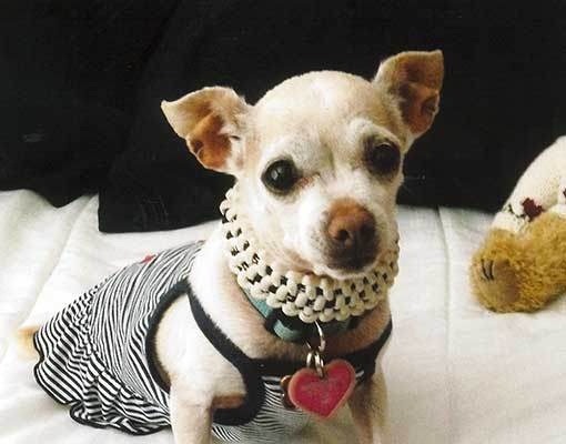 相比之下,有點太漂亮的吉娃娃Precious,雖然眼盲,但和傷殘退伍軍人背景的女主人做了很多社區服務,因而獲得精神獎。 取自網路