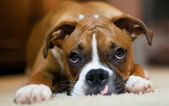 心理學家發現，狗狗表現出的罪惡感，其實無關反省和道德感!   取自網路