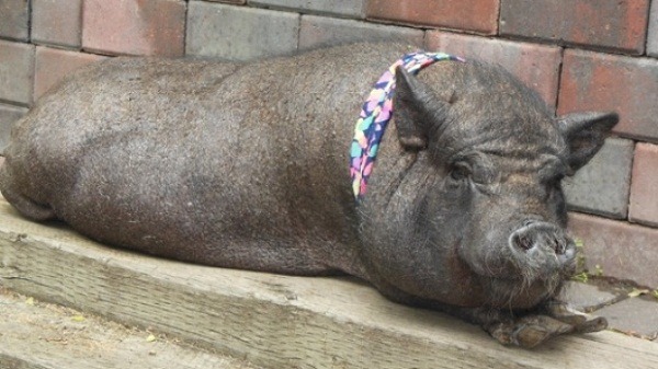 越南豬厄尼斯汀芳齡23歲,而一般豬隻的平均壽命為15歲。 取自網路