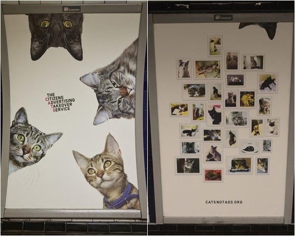 牆上的貓咪都是英國當地動保團體收容的流浪貓。　取自C.A.T.S募資計畫