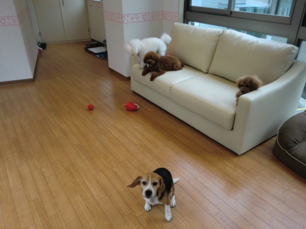 養不起寵物？在日本跟韓國你可以用租的！　取自Dog Heart官網