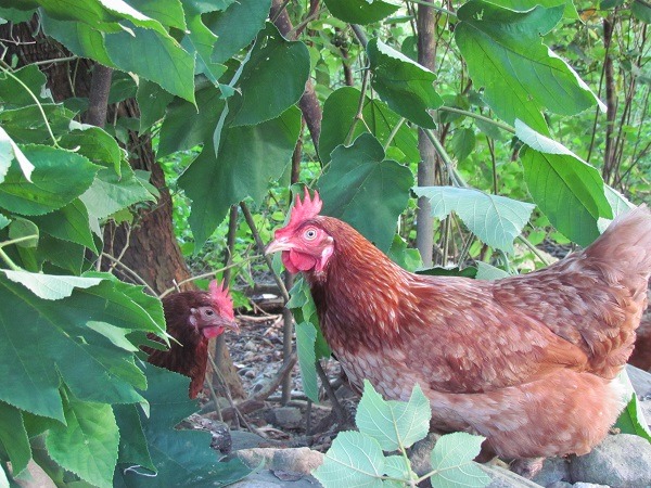 在良好動物福祉環境下飼養禽畜，能降低管理成本、醫療成本、更好的產質與產量，遺憾的是，若加入變數後生產成本將會大大提高。　台灣動物社會研究會/提供