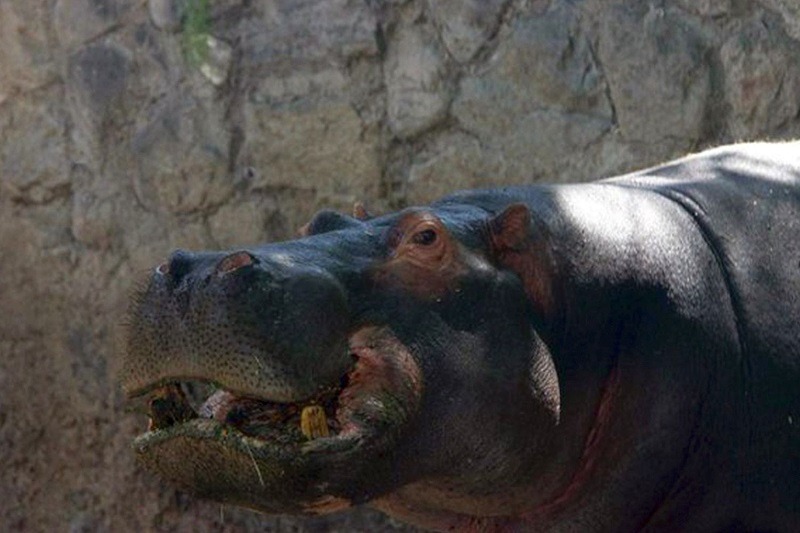 動物園裡的動物常會不小心誤食遊客亂丟的垃圾，嚴重都會死亡。　取自The Sun