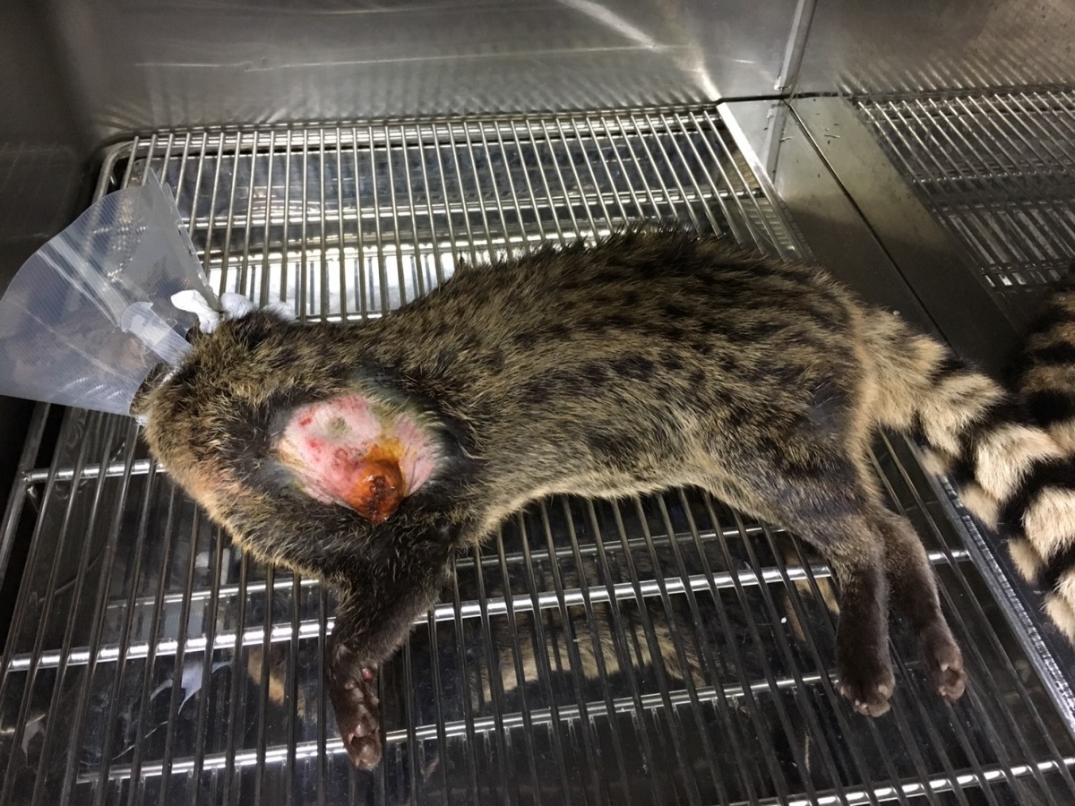 新北市動保處替車禍的麝香貓進行截肢手術,不過無奈還是在術後一週過世。 新北動保處/提供