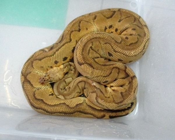 台南地震災害現搜救出來的球蟒,讓搜救人員大吃一驚。 蕭士塔/攝